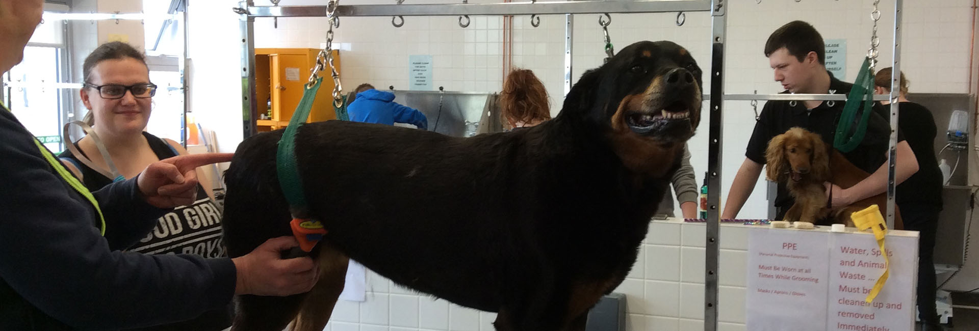 dog grooming